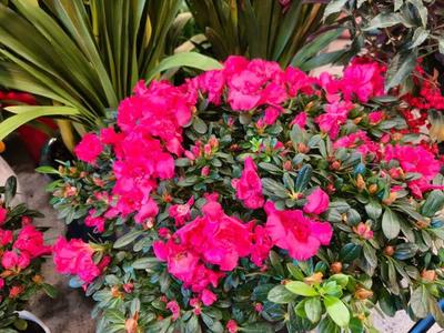 年銷花卉迎新春 為春節(jié)添彩的禮品花卉市場(chǎng)繁榮